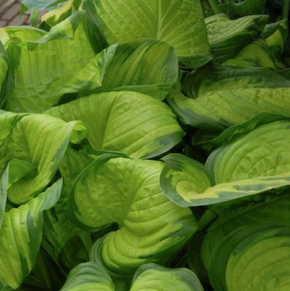 Hosta Stained Glass (Ships in Spring) 