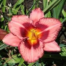 Hemerocallis Eyezone 'Raspberry Ruffles' (Ships in Spring) 