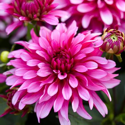 Dahlia Gallery 'Art Nouveau' (Ships in Spring) 
