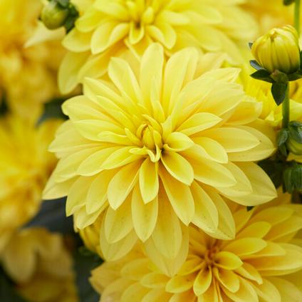 Dahlia Gallery 'Cezanne' (Ships in Spring) 