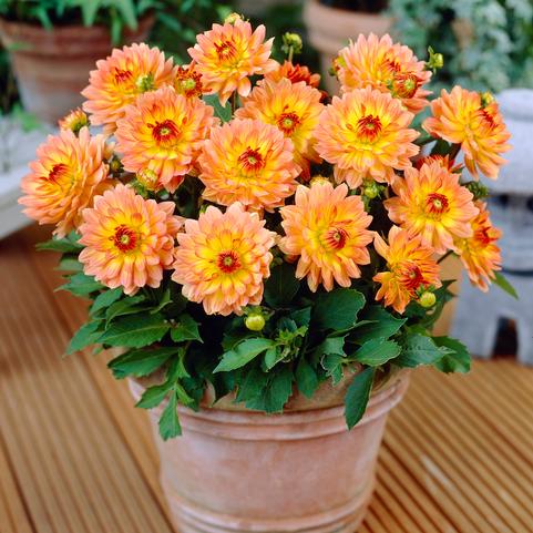 Dahlia Gallery 'Pablo' (Ships in Spring) 