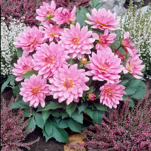 Dahlia Gallery 'Renoir' (Ships in Spring) 