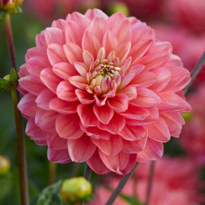 Dahlia Melody 'Allegro' (Ships in Spring) 