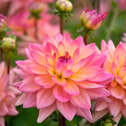 Dahlia Melody 'Dora' (Ships in Spring) 