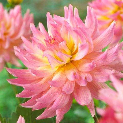 Dahlia Melody 'Gypsy' (Ships in Spring) 