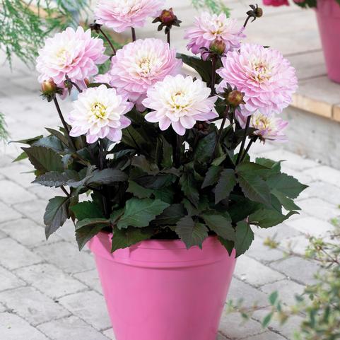 Dahlia Melody 'Harmony' (Ships in Spring) 