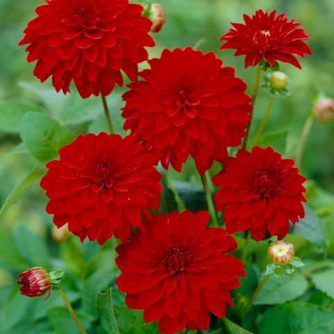 Dahlia Melody 'Mambo' (Ships In Spring) 