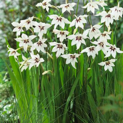 Gladiolus 'Murilae' (Ships in Spring) 