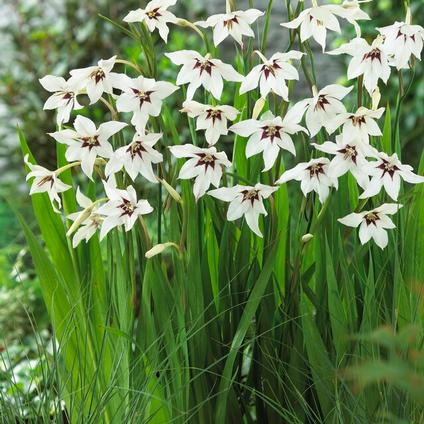 Convallaria Majalis 'Lily of the Valley' (Ships in Spring