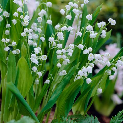 Convallaria Majalis 'Lily of the Valley' (Ships in Spring) 