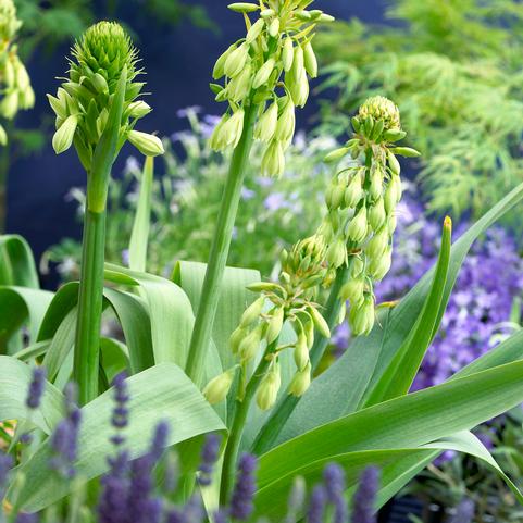 Galtonia Viridifloria (Ships in Spring) 