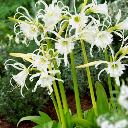 Hymenocallis 'Festalis' (Ships in Spring) 