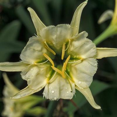 Hymenocallis Sulphur Queen (Ships in Spring) 