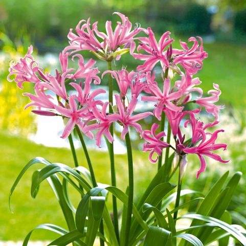 Nerine Bowdenii (Ships in Spring) 