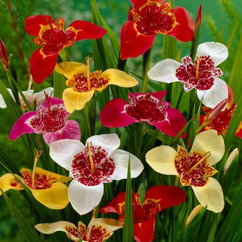 Tigridia Mixed (Ships in Spring) 