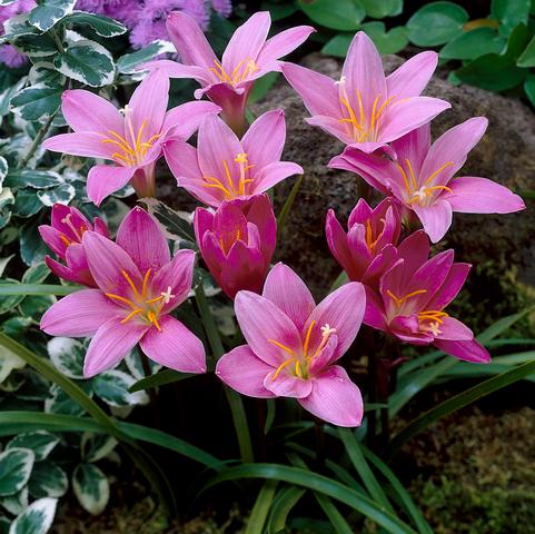 Zephyranthes Robustus (Ships in Spring) 