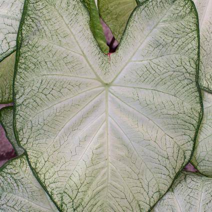 Caladium Fancy Leaf 'Moonlight' (Ships in Spring) 