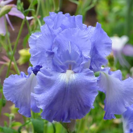 Iris Germanica 'Victoria Falls' 