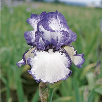 Iris Germanica 'Hemstiched' 