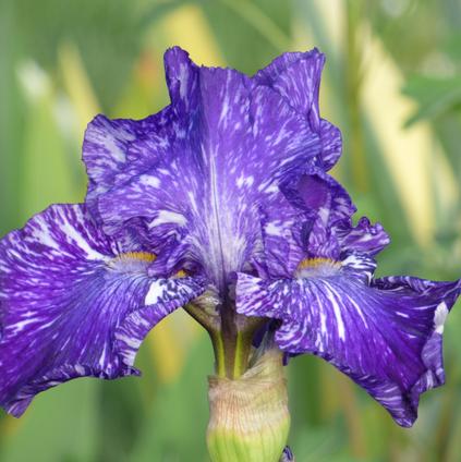 Iris Germanica 'Batik' 