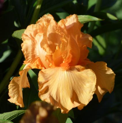 Iris Germanica 'Orange Harvest' 