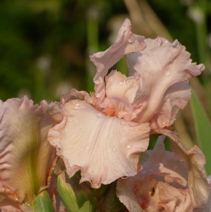 Iris Germanica 'Pink Attraction' 