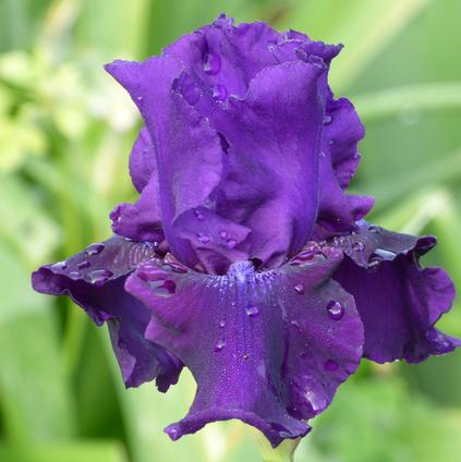 Iris Germanica 'Rosalie Figge' 