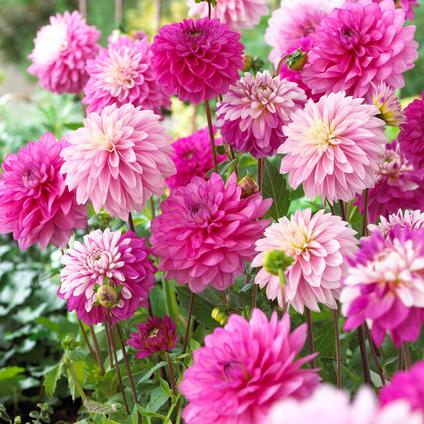 Dahlia Blend 'Passionate Lover Mix' (Ships Spring) 