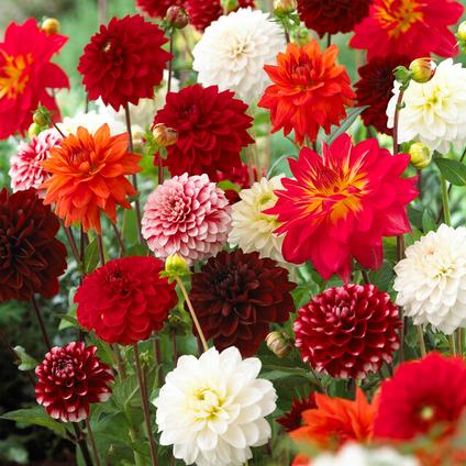 Dahlia Blend 'Summer Elegance Mix' (Ships in Spring) 