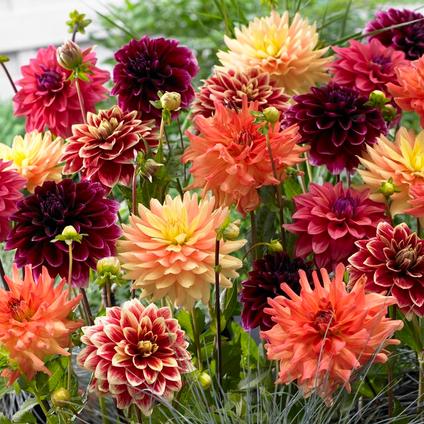 Dahlia Blend 'Blazing Autumn Mix' (Ships In Spring) 