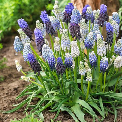 Muscari 'Mixture' 