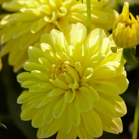 Dahlia Melody 'Latin' (Ships in Spring) 