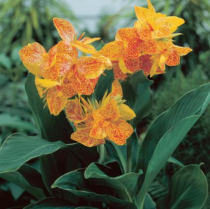 Canna Dwarf 'Golden Lucifer' (Ships in Spring) 