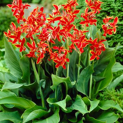 Canna Dwarf 'Lucifer' (Ships in Spring) 