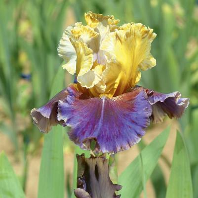 Iris Germanica 'Final Episode' 