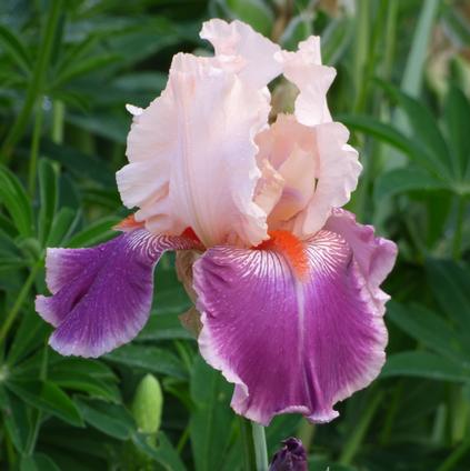 Iris Germanica 'Cherry Blossom Song' 