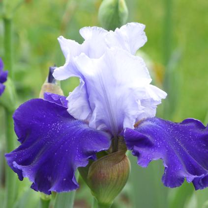 Iris Germanica 'Over Alaska' 