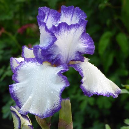 Iris Germanica 'Presby's Crown Jewel' 