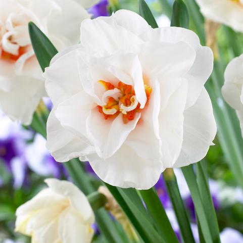 Narcissi Double 'Acropolis' 