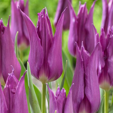 Tulipa Lily Flowering 'Purple Dream' 