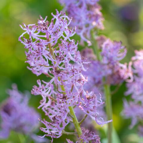 Muscari 'Plumosum' 