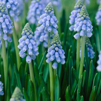 Muscari 'Atlantic' 
