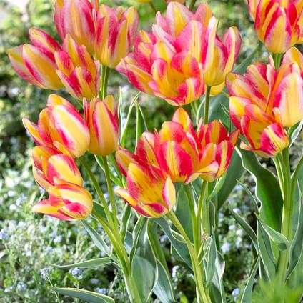 Tulipa Bunch Flowering 'Antoinette' 