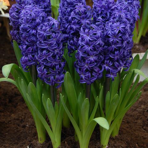 Hyacinthus Orientalis 'Aida' 