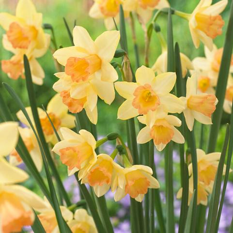 Daffodil