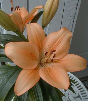 Lilium Asi-Florum 'Salmon Classic' (Ships in Spring) Lily: Bag of 25 Bulbs, Size 14/16