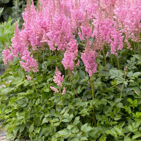 Astilbe Visions 'Little Visions in Pink' (Ships in Spring) 