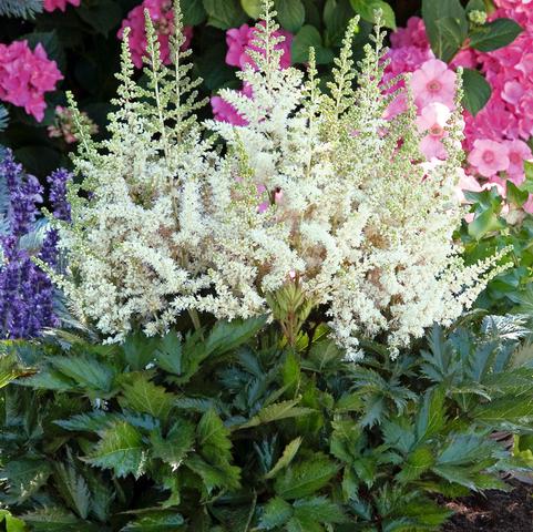 Astilbe Visions in White (Ships in Spring) 