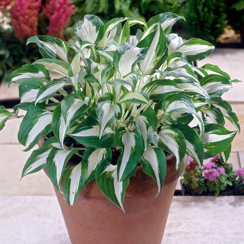 Hosta Night Before Christmas (Ships in Spring) 