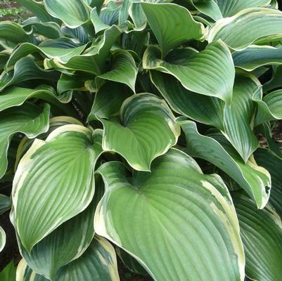 Hosta Regal Splendor (Ships in Spring) 